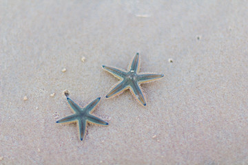 Two starfishes on the sand. Close up. 