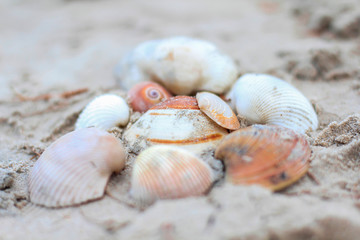 Shells on the sand. Close up. Selective focus.