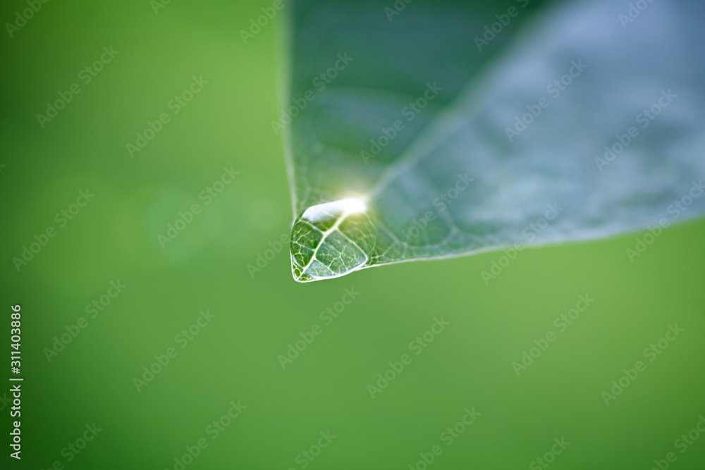 Aufkleber large beautiful drops of transparent rain water on a green leaf macro. drops of dew in the morning g