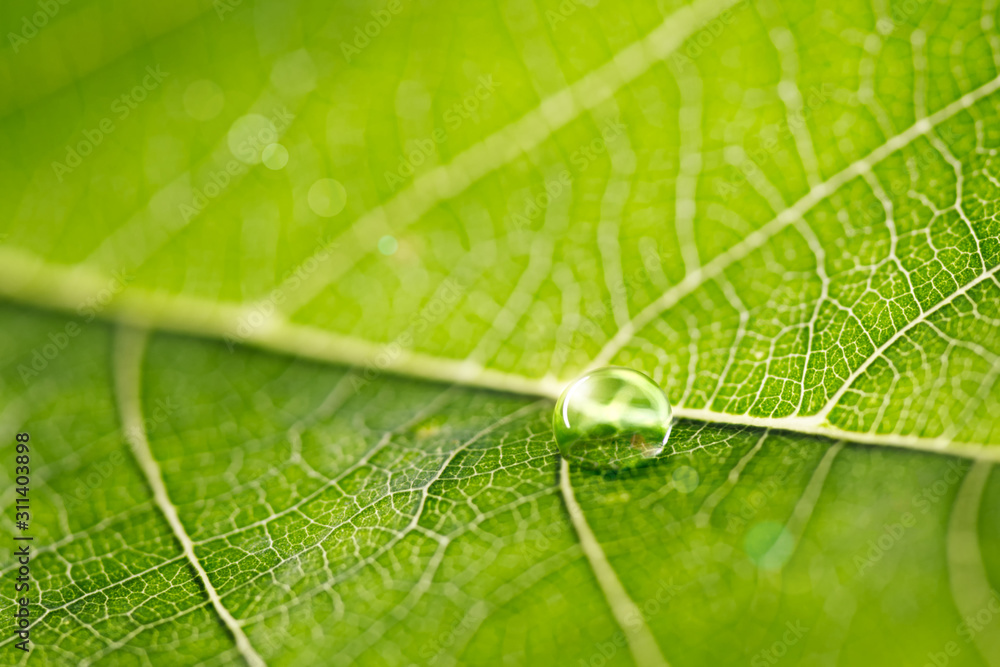 Aufkleber large beautiful drops of transparent rain water on a green leaf macro. drops of dew in the morning g