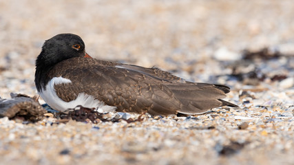 An immature American Oystercatcher resting on the beach.