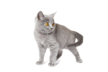gray British Shorthair Kitten   isolated on white background