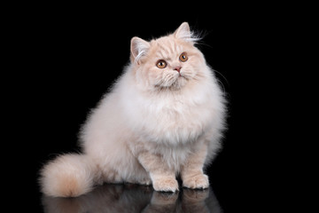 Young fluffy british cat sitting on a black background