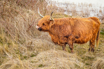 Cow netherlands