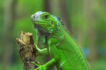 Green iguana on branch, animal closeup 