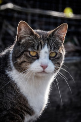 Close-up of a cat in the garden