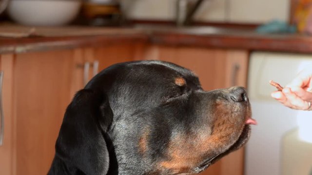 Portrait of an adult handsome Rottweiler. The male Rottweiler obediently sits in the kitchen and looks up at his mistress. Developing a skill - you cannot take food from the wrong hands.