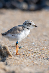 A banded hatchling Piping Plover standing on the beach.