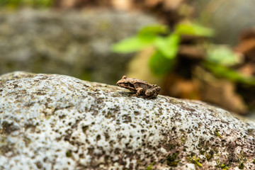 close up brown frog on the rock