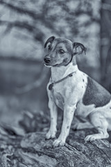 Jack Russell Terrier for a walk in the autumn forest. Black and white photography.