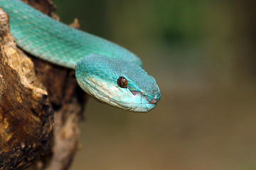 blue viper snake, venomous and poisonous snake