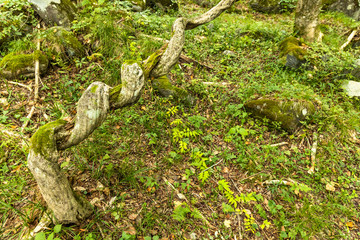 outdoor green forest grass tree