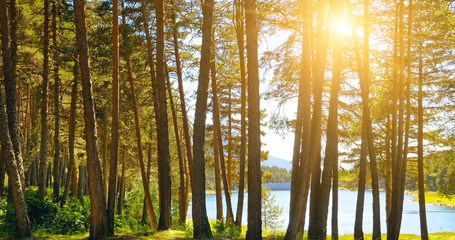 Autumn landscape. Forest with coniferous trees on a bright sunny day. Wide photo . © alinamd