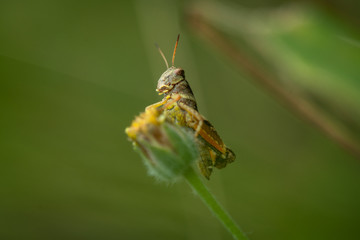 Mister grasshopper