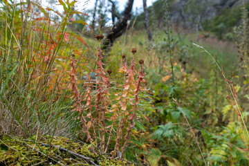 Red and yellow autumn wild grass flowers close-up. Bright colors natural floral background