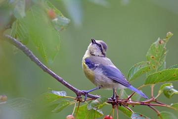 Eurasian Blue Tit (Cyanistes caeruleus), Greece