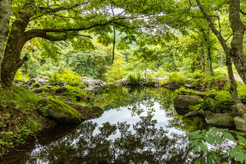 green forest and pond reflection