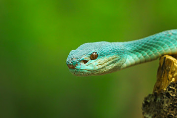 blue viper snake, venomous and poisonous snake