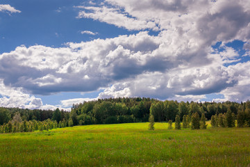 Obraz premium Summer meadow landscape with tall blooming wild herbs on a background of forest and blue sky.