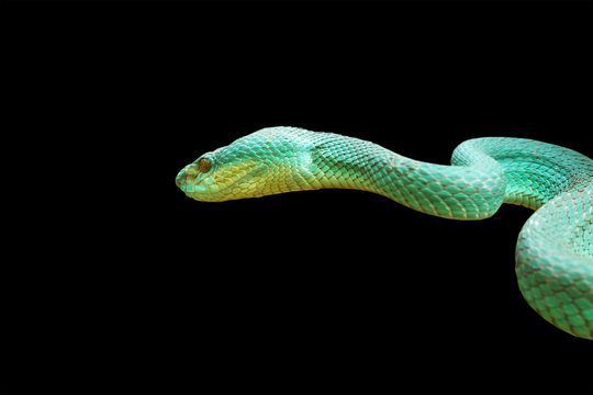 Free Snake Images – Browse 1,872 Free Stock Photos, Vectors, and Video ...