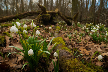 Spring Snowflake flower, natural environment, close up, isolated, Leucojum vernum