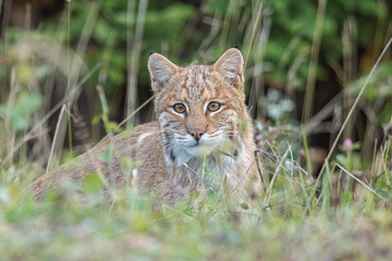 Fototapeta na wymiar Bobcat in the grass