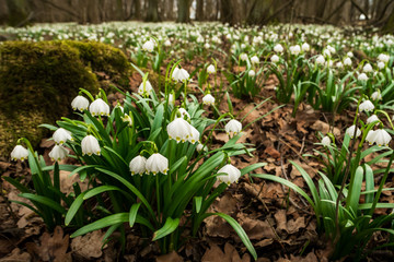 Spring Snowflake flower, natural environment, close up, isolated, Leucojum vernum