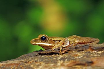 beautiful tree frog 
