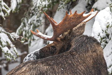 Winter Bull Moose