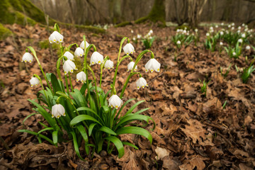 Spring Snowflake flower, natural environment, close up, isolated, Leucojum vernum