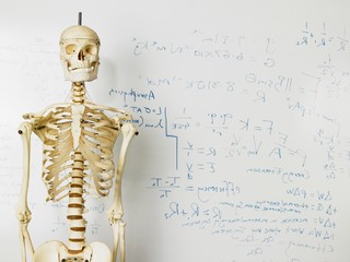 Skeleton In Front Of Whiteboard