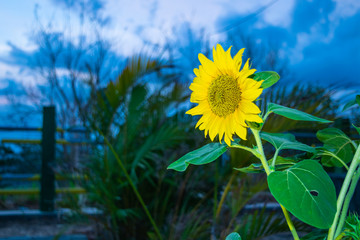 sun flower blossom. heliotropic plant