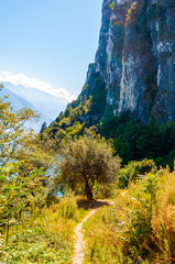 Scenic pathway leading to Garda lake shore under the dolomite mountain. Olive tree growing on beautiful meadow on wild beach of Garda lake under high rocky cliff. Nature scenery of Lombardy, Italy