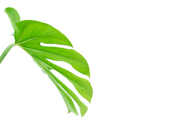Obraz premium leaf of natural montsera plant isolated on white