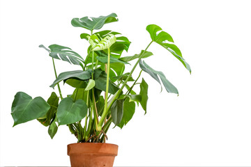 montsera plant growing in a terracotta pot isolated on white