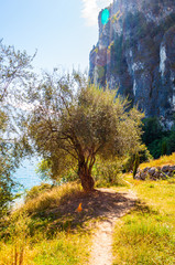 Obraz premium Scenic pathway leading to Garda lake shore under the dolomite mountain. Olive tree growing on beautiful meadow on wild beach of Garda lake under high rocky cliff. Nature scenery of Lombardy, Italy