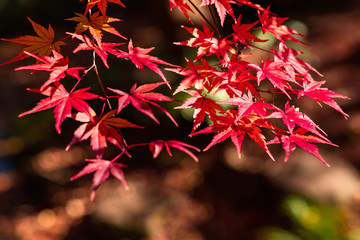 maple tree in autumn season