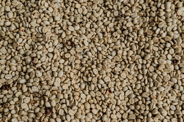 Grano de café pergamino oro