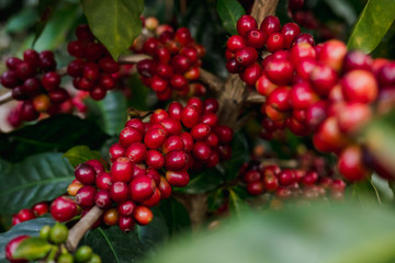 Granos de café en maduración