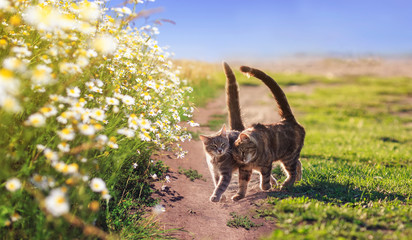 two loving tabby cats walking on summer flowering daisies a meadow on a Sunny summer day
