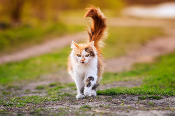 beautiful fluffy cat struts on a Sunny summer road in the garden on a spring day