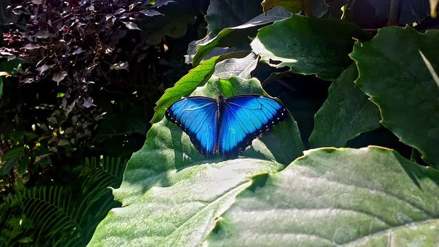 Close-up of a Morpho peleides, the Peleides blue morpho, common morpho or the emperor blue butterfly. 4k Video