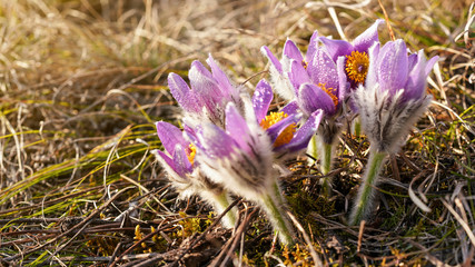 Group of purple greater pasque flower - Pulsatilla grandis - growing in dry grass, close up detail