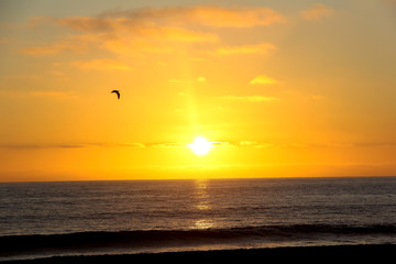 Fototapeta na wymiar A seagull flying over the ocean at sunset in Carlsbad California