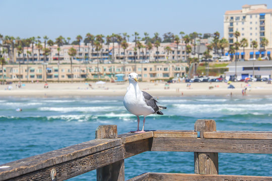 Seagull on pier with Oceanside California and the Pacific Ocean in the background