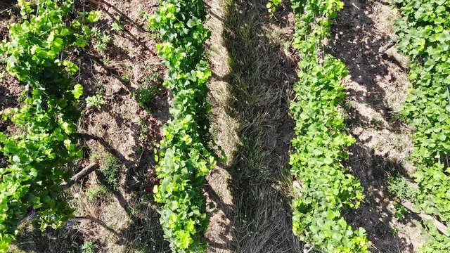 Droneflight over the vineyards of Alsace, France. Descending flight in birds eye on the vineyards