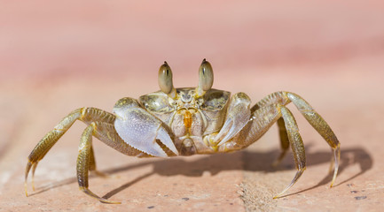 Ghost crabs are semiterrestrial crabs subfamily Ocypodinae.  A male teenager. Arthropods on land.