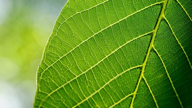 Cinemagraph of green leaf macro in motion detail shot