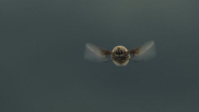 Cinemagraph of bumble bee in flight
