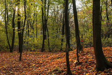 Autumn forest floor and trees, autumn colors in the forest, nature in autumn